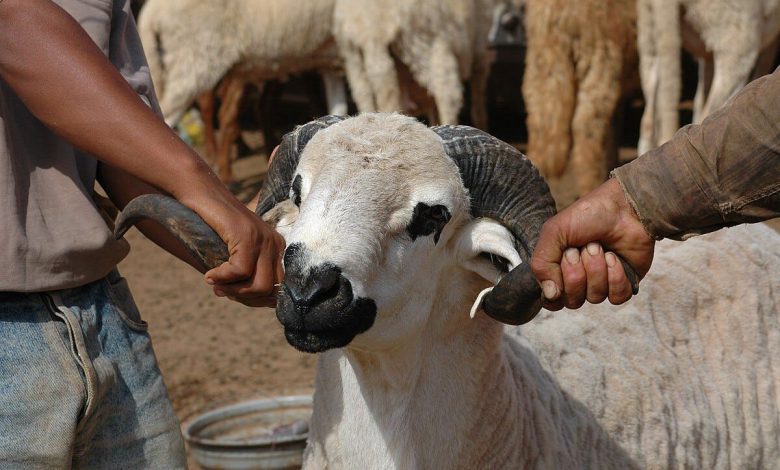 كساب: “لي بغا يعيد هاد العام بالصردي خاصو على الأقل سبعة آلاف درهم”