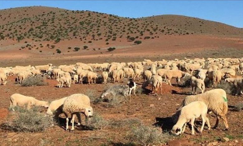 جرادة.. التساقطات المطرية تساهم في تحسن حالة المراعي